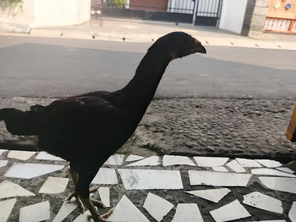Ayam Bangkok betina