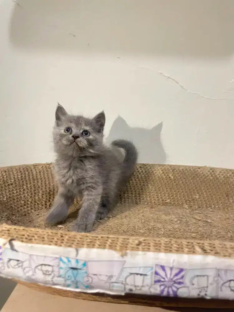 KITTEN BSH BETINA BRITISH SHORT HAIR