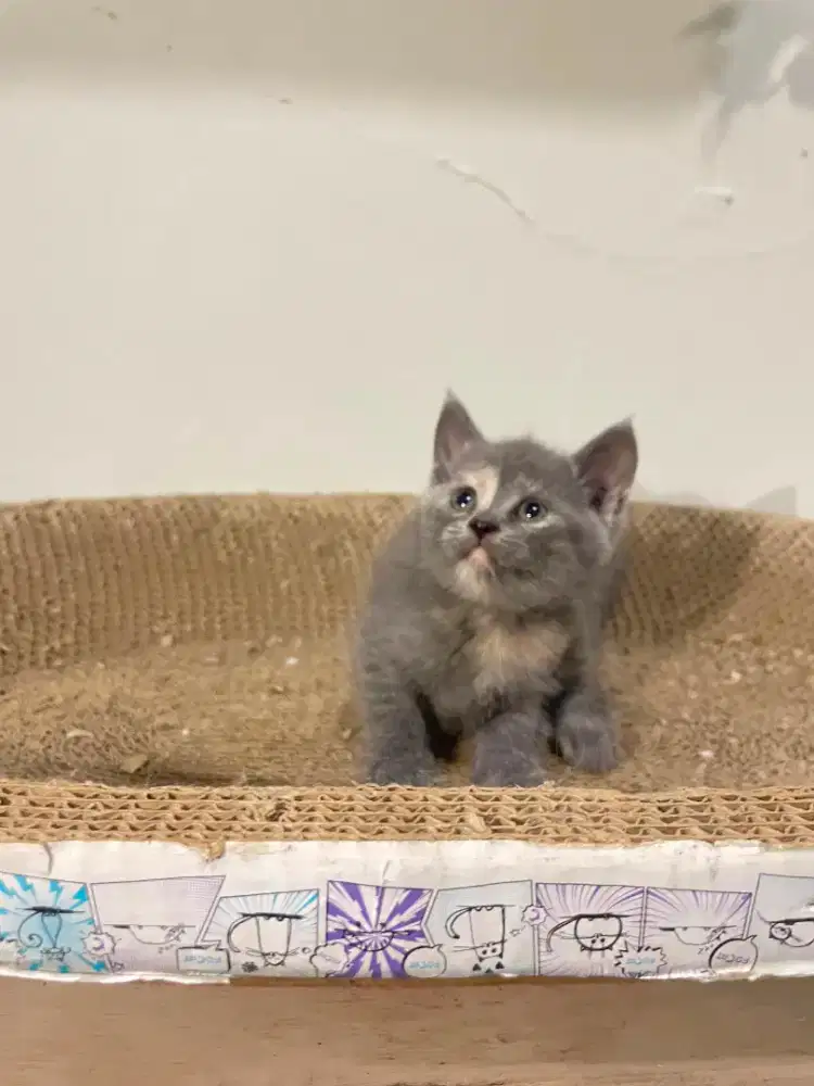 KUCING KITTEN BSH BETINA BLUE BRITISH SHORT HAIR