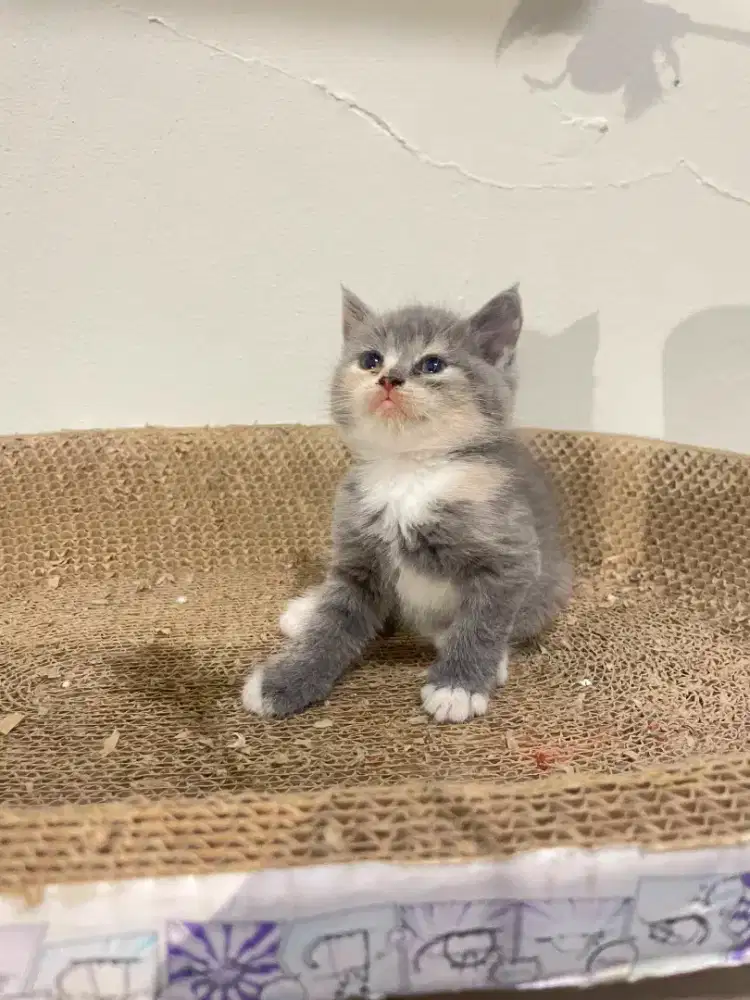 KUCING KITTEN BSH CALICO BETINA BRITISH SHORT HAIR