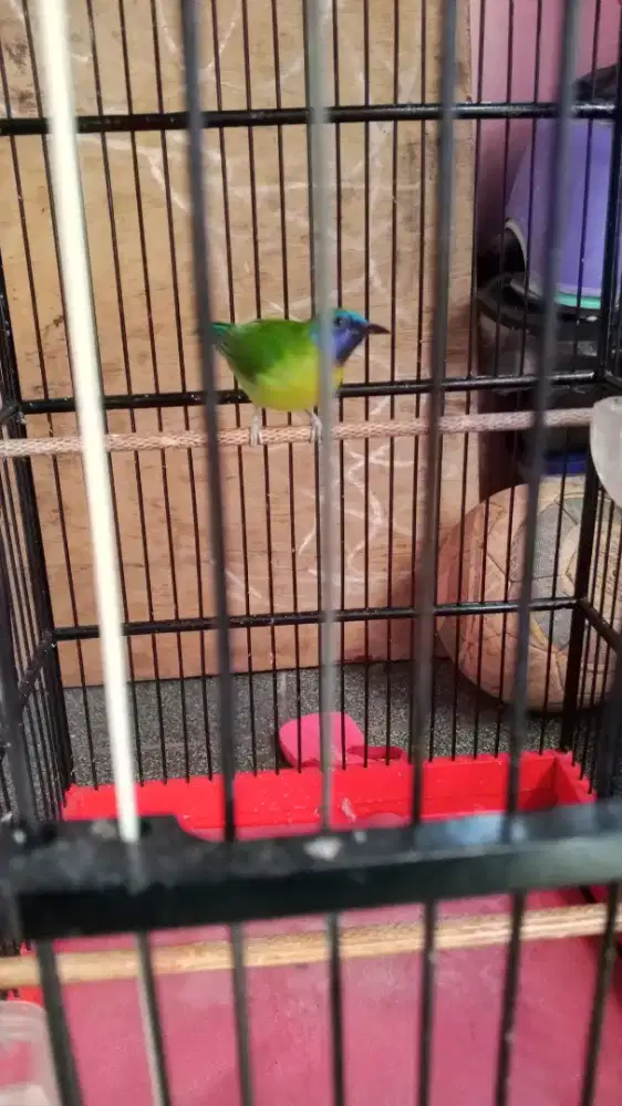 Burung kinoy rajin bunyi