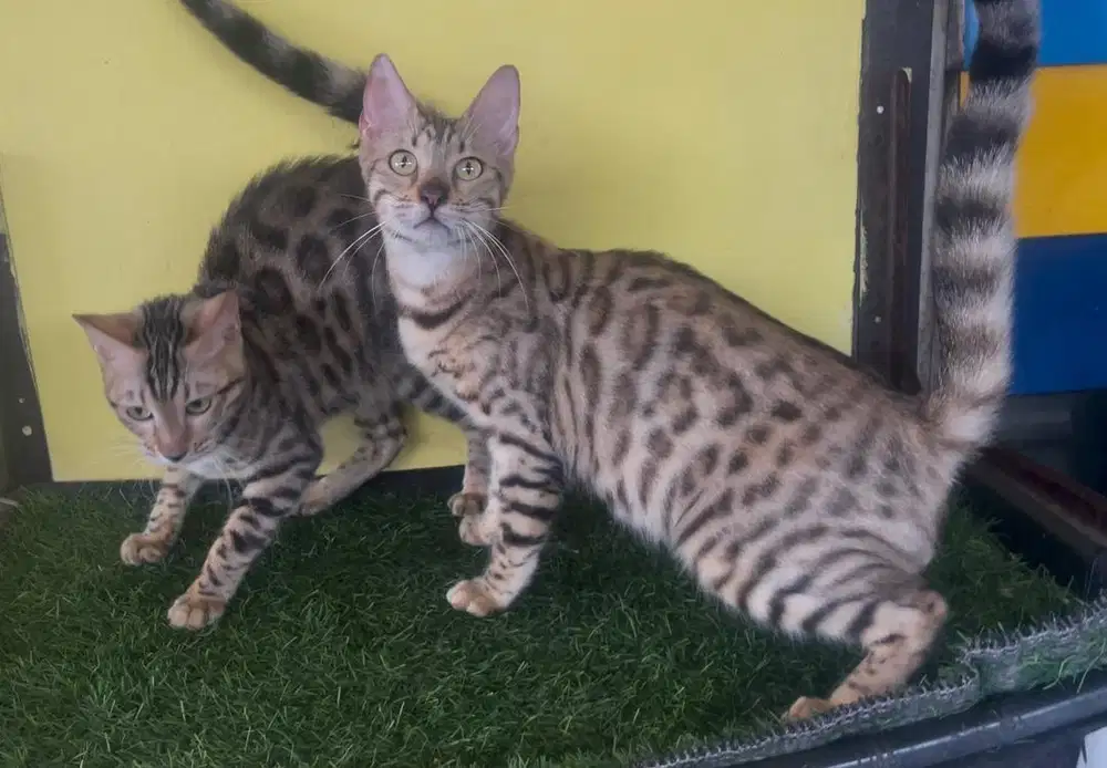 Kucing ras ben9 aL betina bukan persia