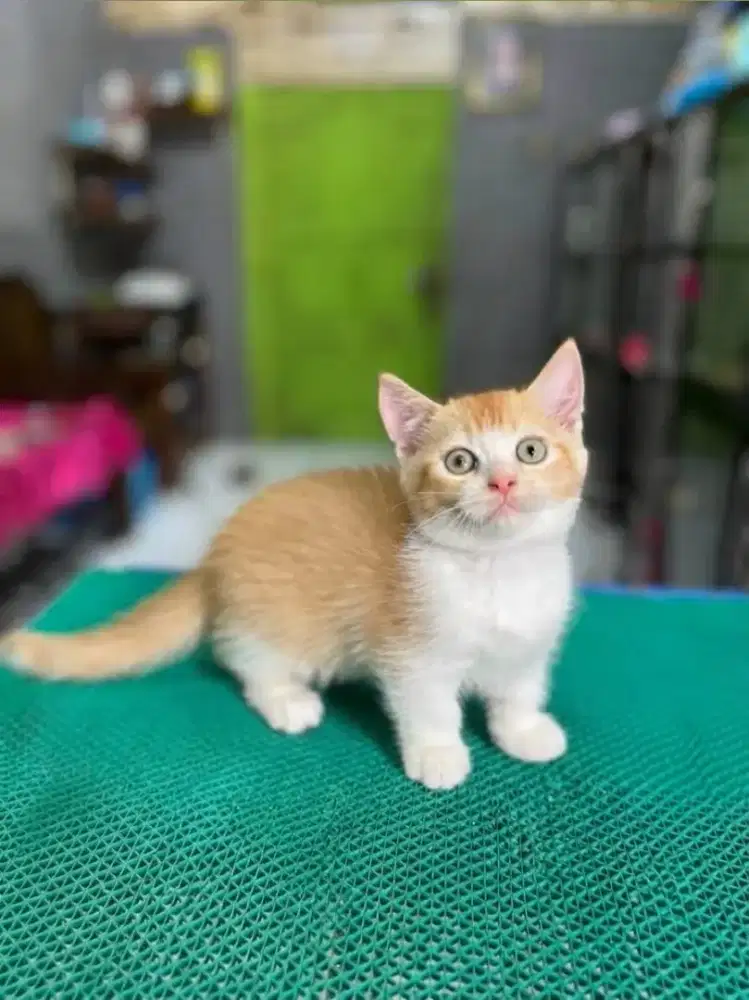 Kitten munckhin cebol