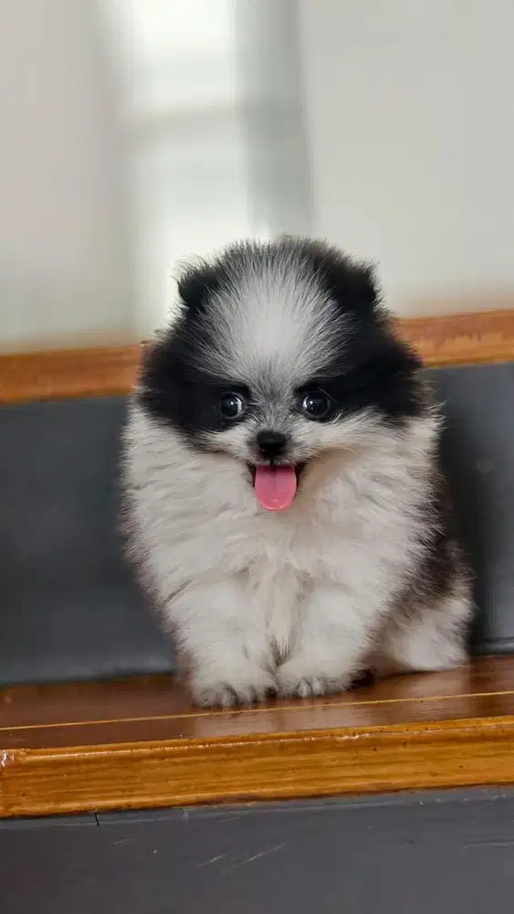 Super mini pom black & white panda
