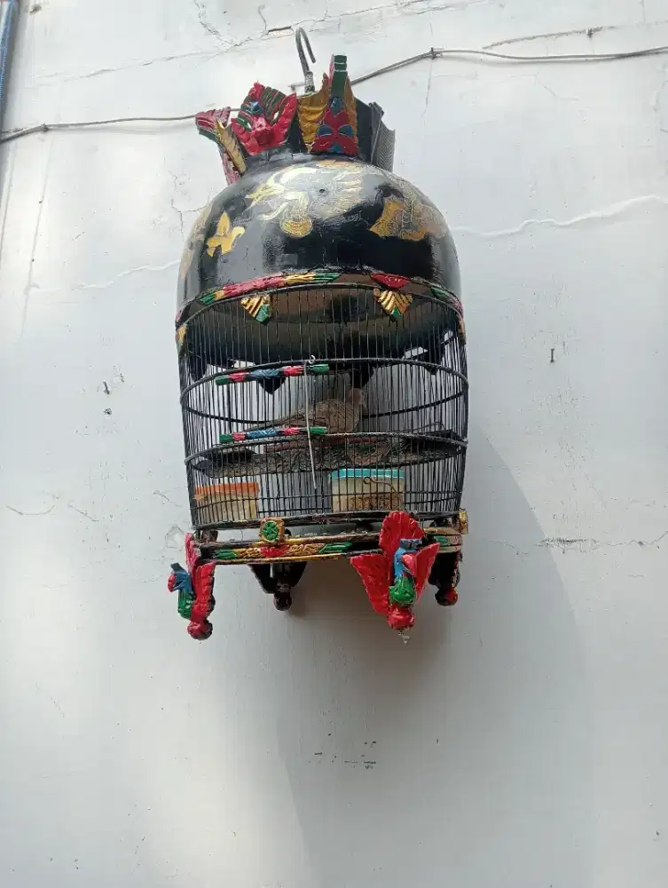 Perkutut golden / putih lurik