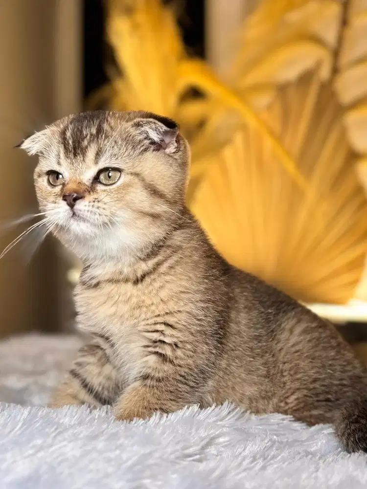 anak kucing kitten scotish fold golden