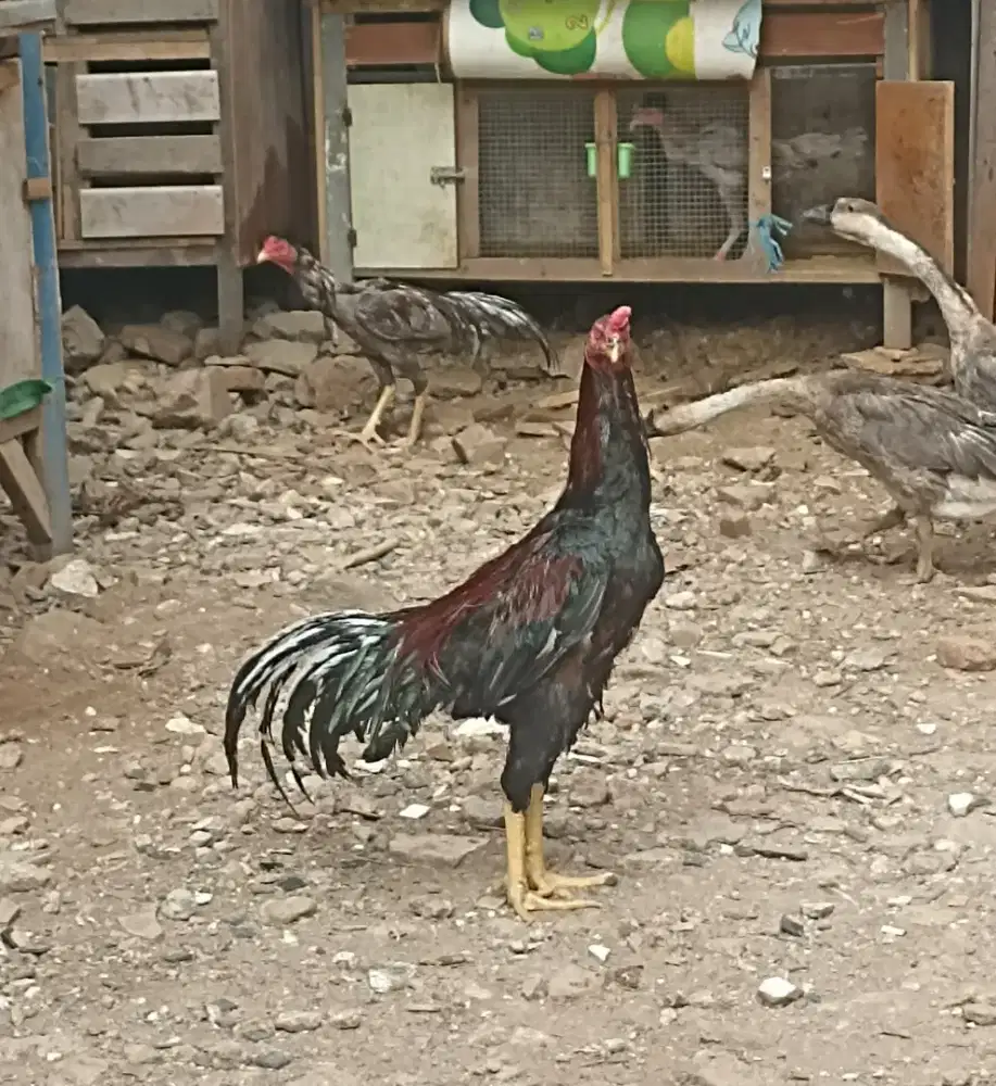 Ayam bangkok cros shamo