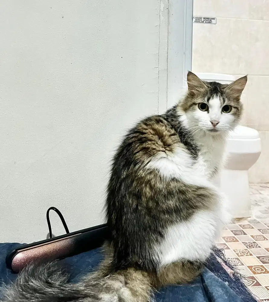 KUCING ANGGORA MIX DOMESTIK