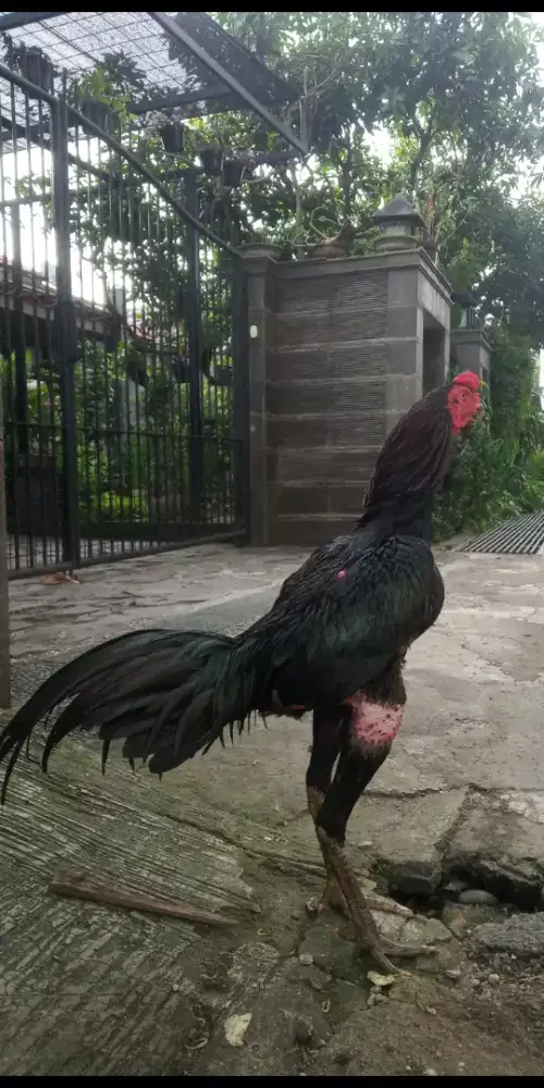 AYAM BANGKOK KLASIK