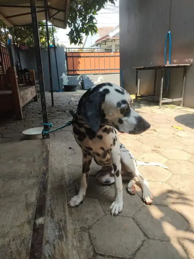 Anjing Dalmatian