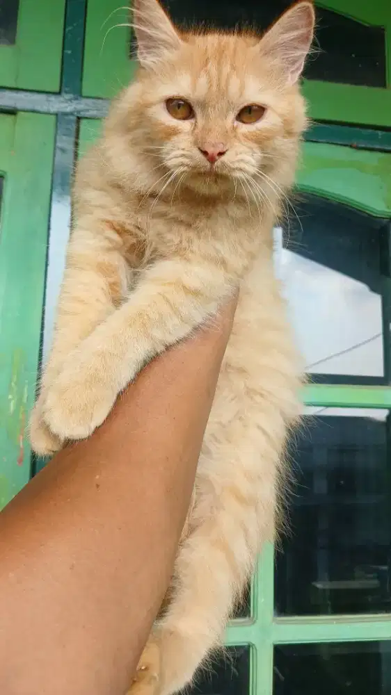 Kucing Scottish Straight mixed jantan 3.5 bulan
