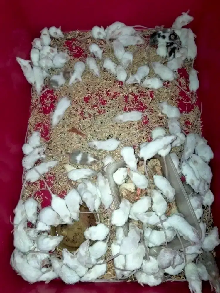 tikus putih mencit jumper