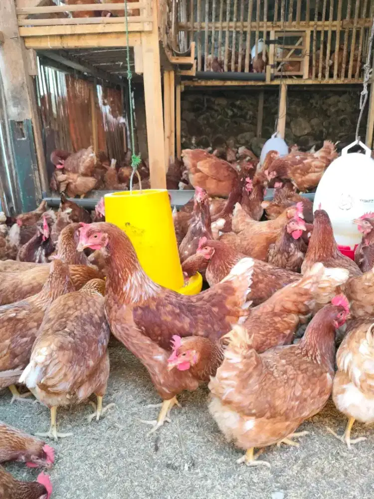 Ayam petelur siap nelue