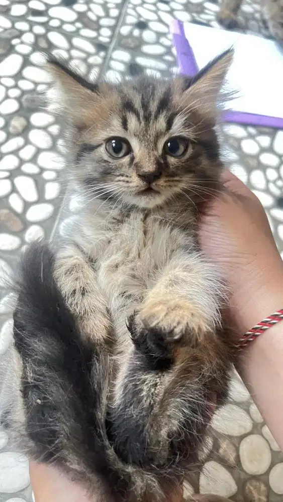 Kitten persia medium