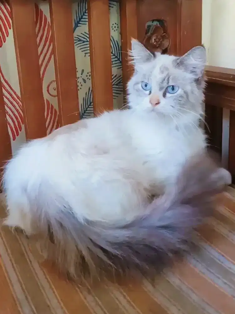 Ragdoll mix Himalaya