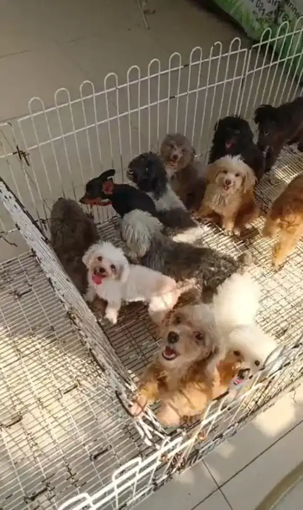 21 Ekor Tea Cup Poodle & Toy Poodle
