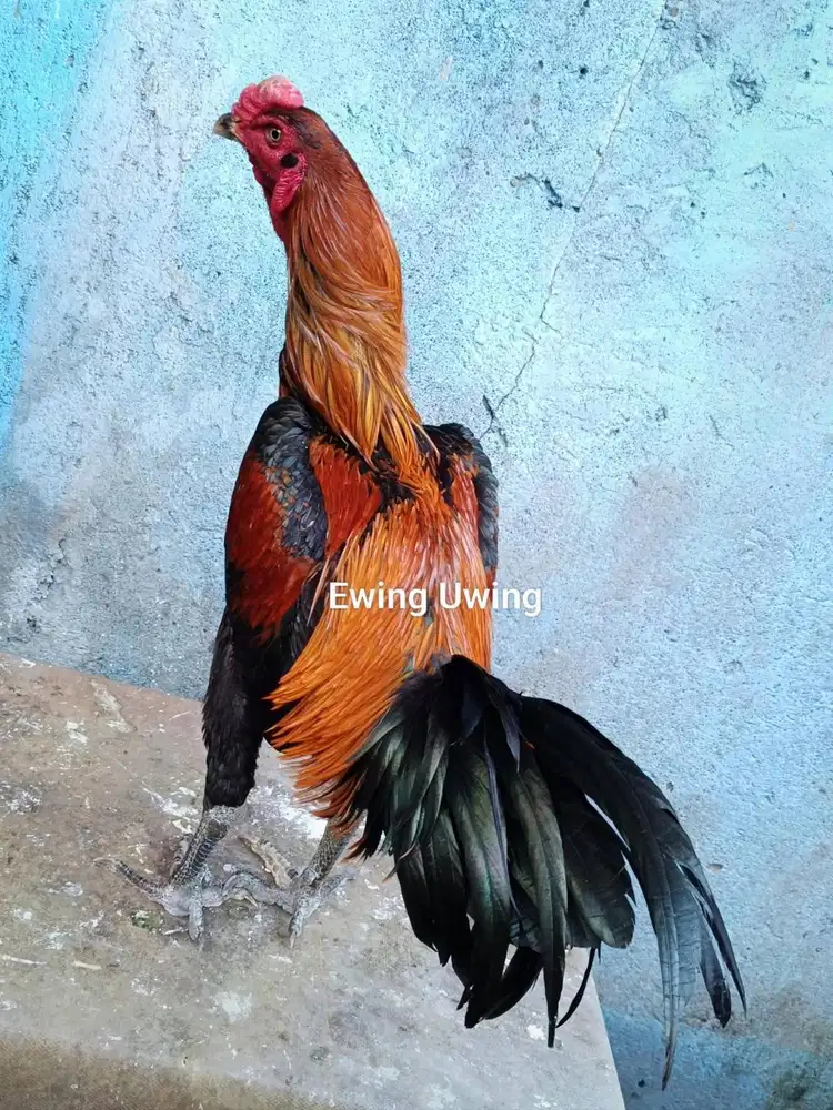 Ayam Bangkok Edisi GANOI