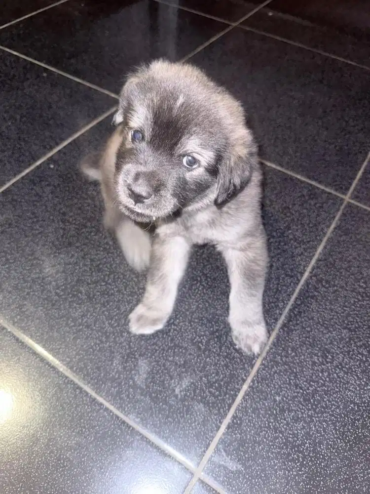 Anakan Anjing Husky Mix Golden