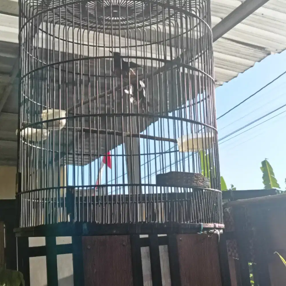 Murai batu ekor 21 gacor door Doble ring