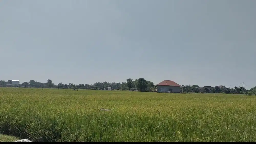 DIJUAL SAWAH PRODUKTIF TOTAL 3.090 m²