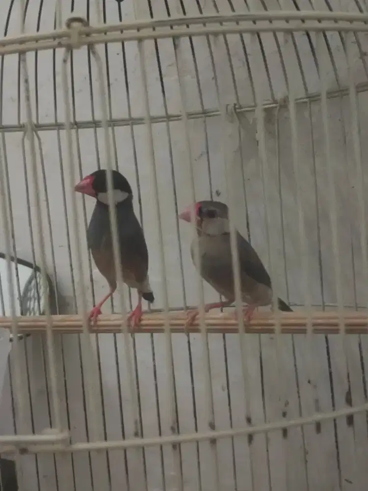 Burung glatik murah