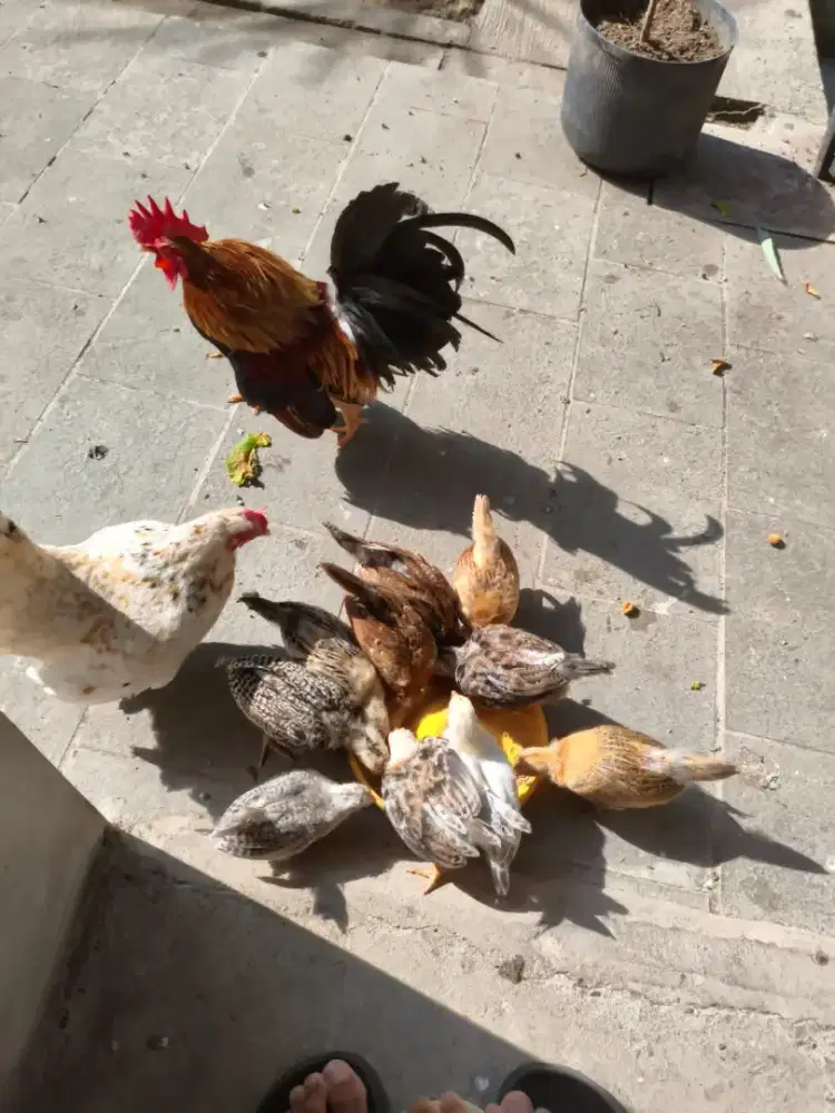 Jual Anak Ayam Kate Umur 2 Bulan Sehat & Aktif