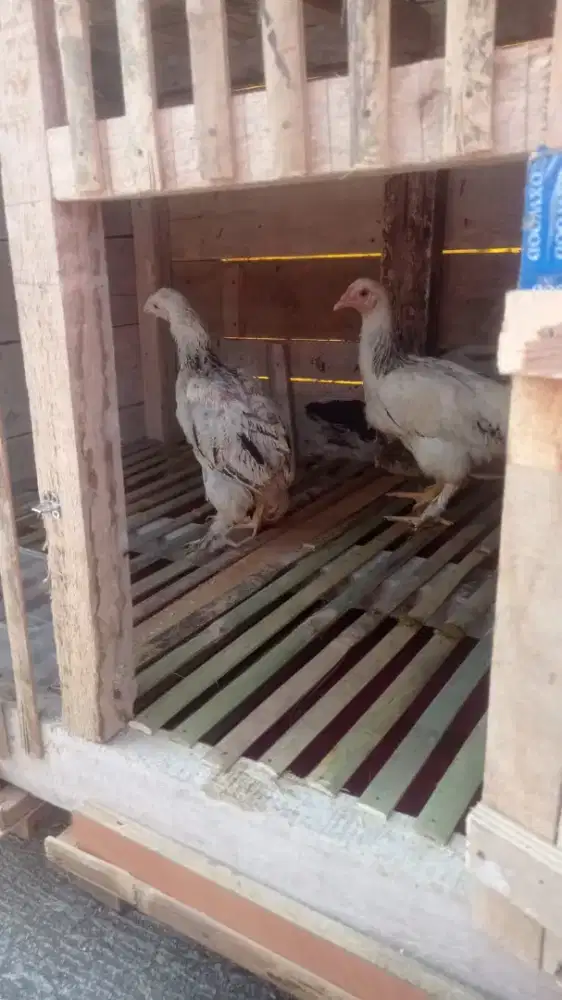 Sepasang ayam brahma usia 5 bulan