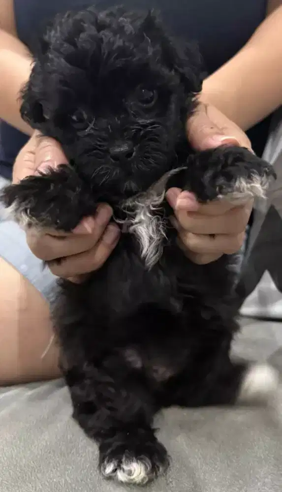 Anak Anjing Poodle Betina