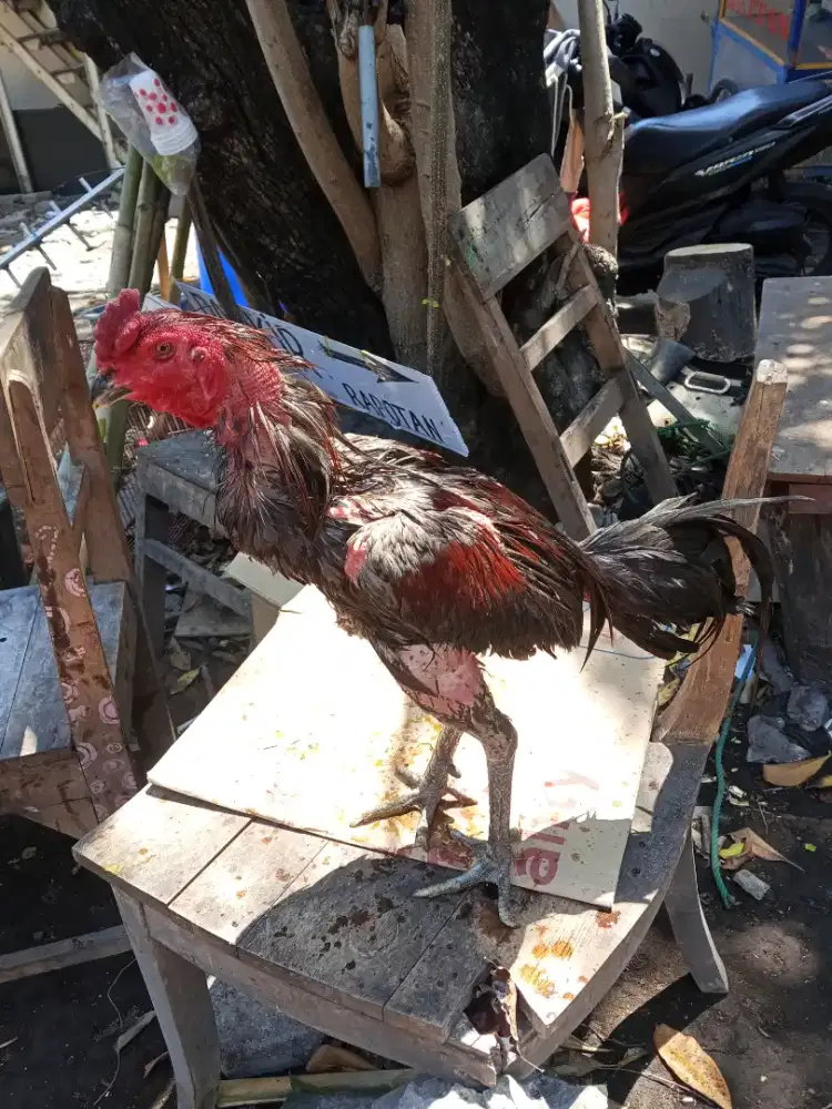 Ayam BK 2D(Mangon yokere x pakhoy aswindam)