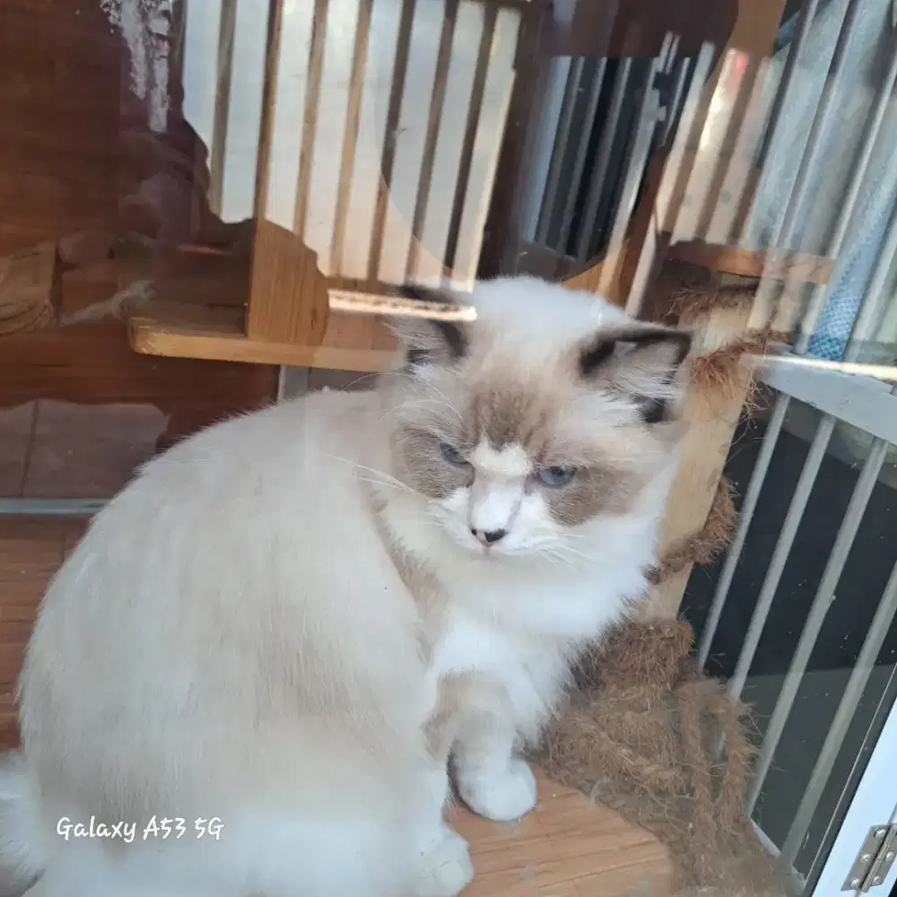 Kucing peliharaan Red Dol