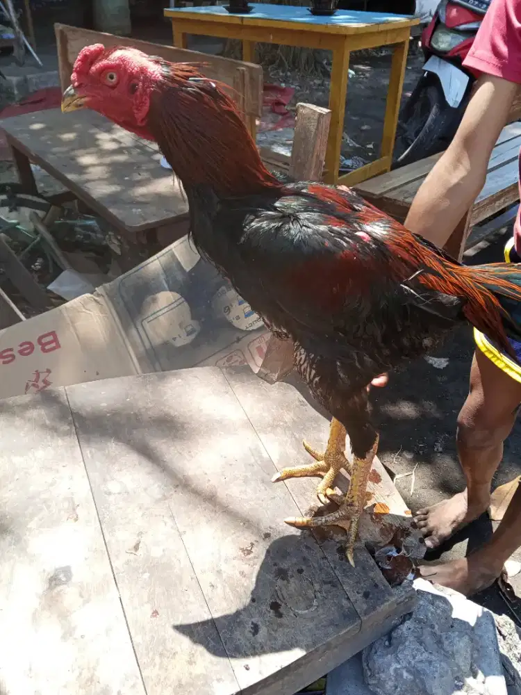 Ayam Bangkok 2D (BK selatan x pakhoy long drumband)