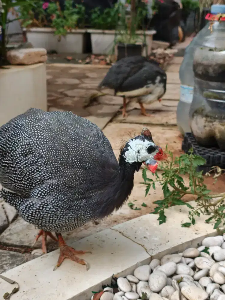 Ayam Mutiara Dewasa Sepasang