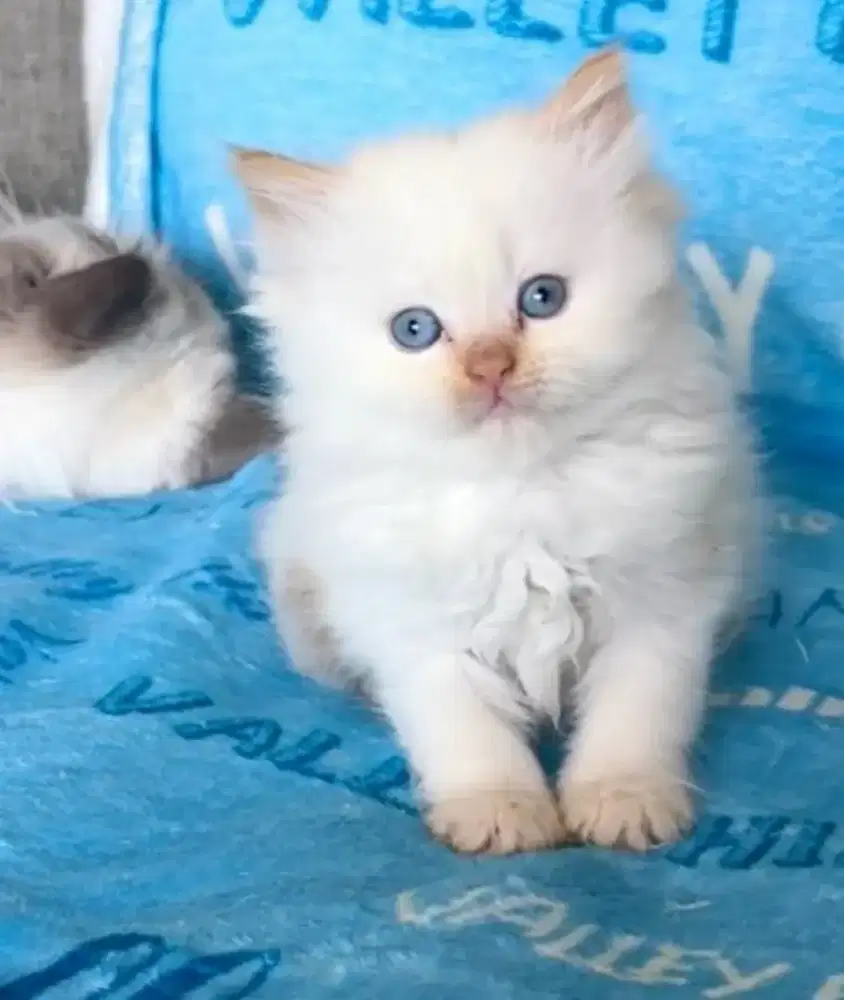 Lepas adopt kitten Himalaya gembul