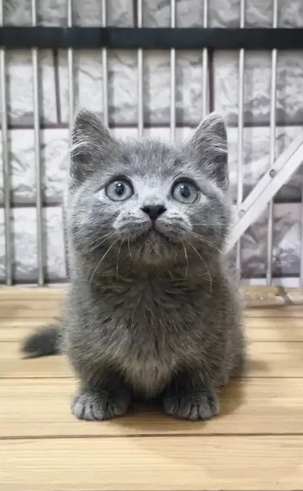 munchkin Bsh Jantan