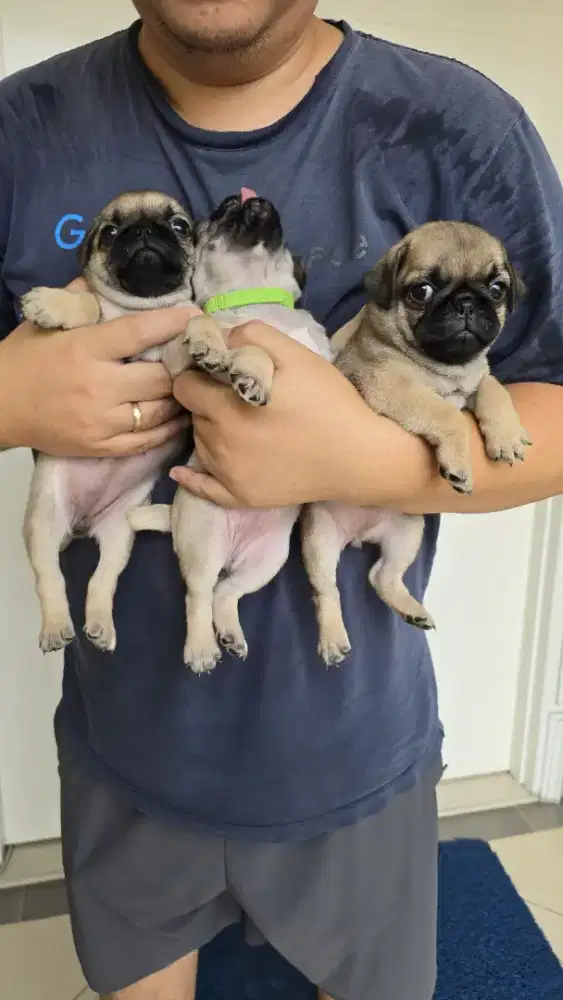 3 Anak anjing PUG betina