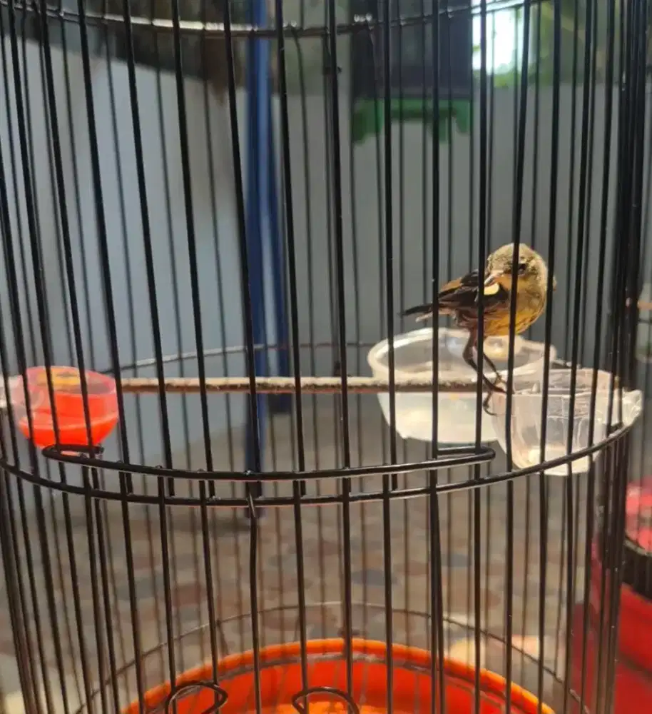 Kolibri ninja natuna trotol jantan