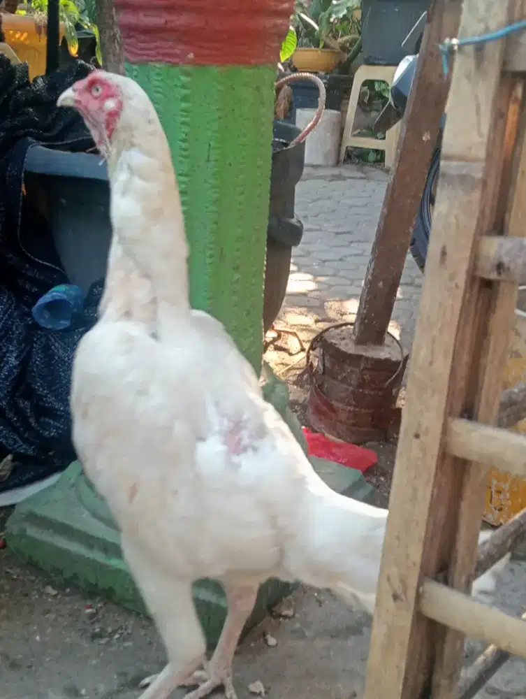 Ayam betina putih mulus tembus putih