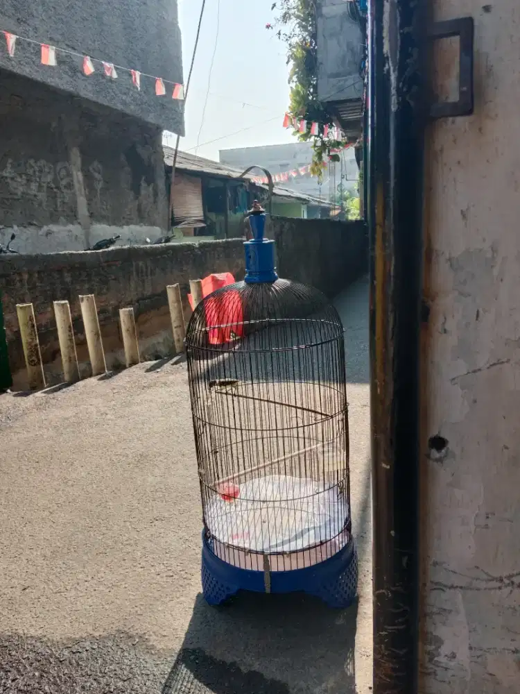 Burung kecil jos