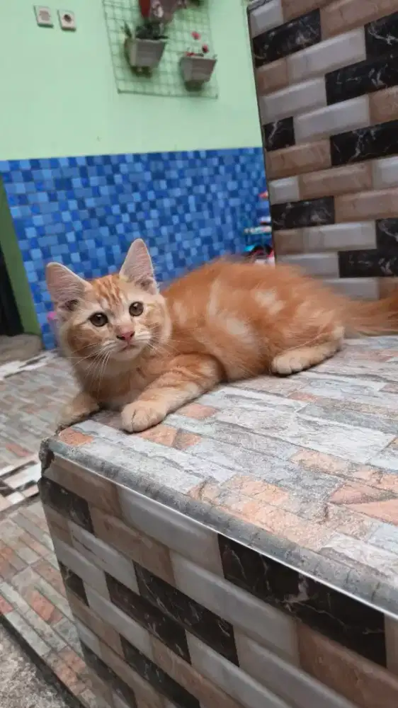 Jual kucing Persia short hair