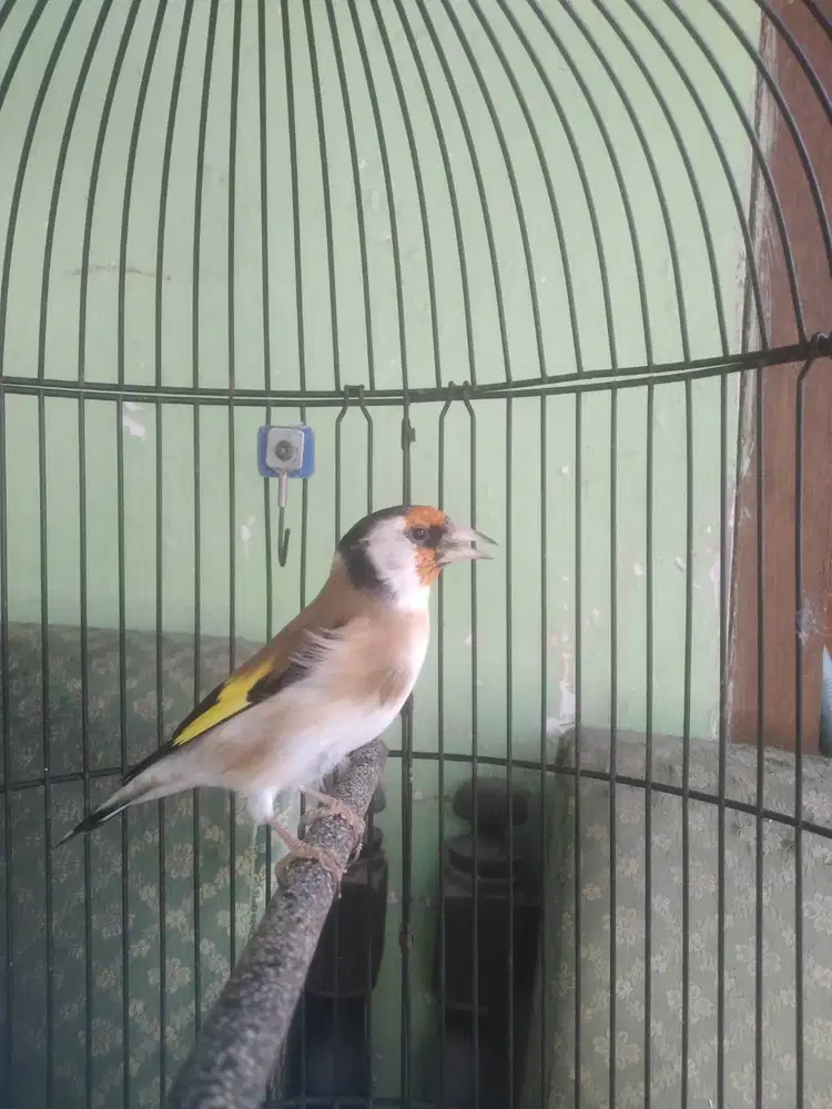 Burung goldfinch Jantan