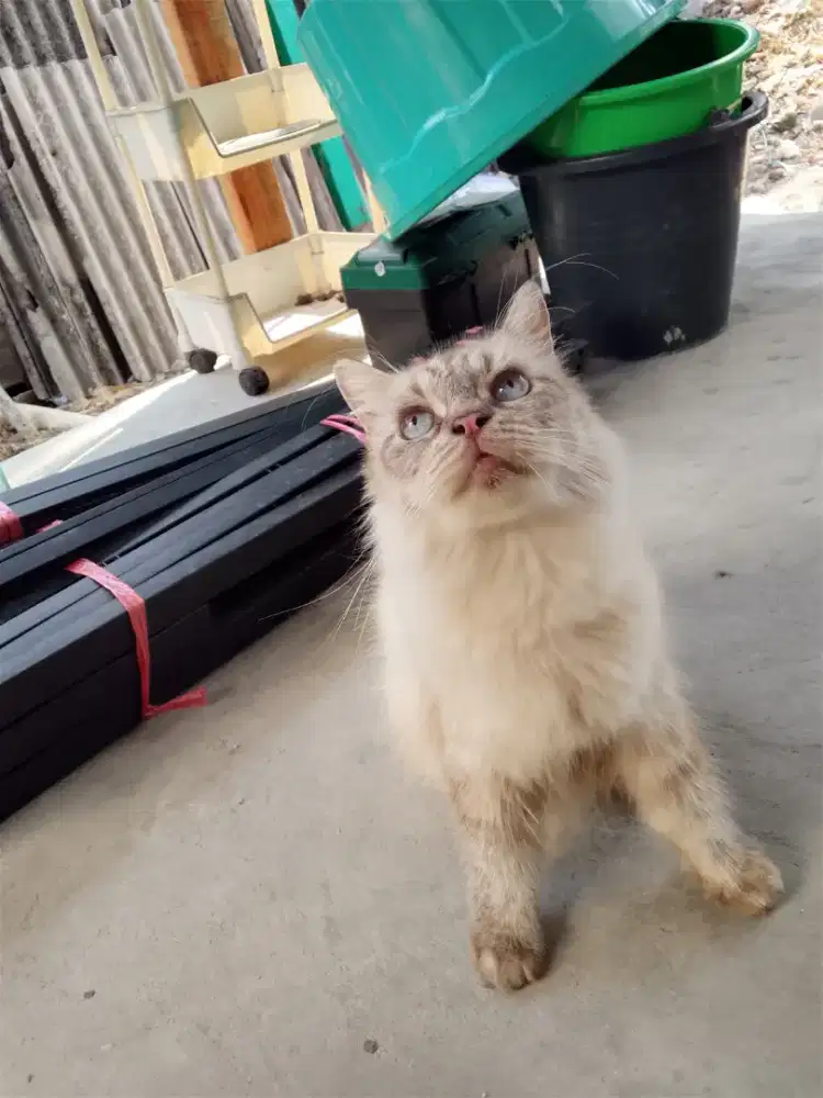 INDUKAN RAGDOL CAKEP