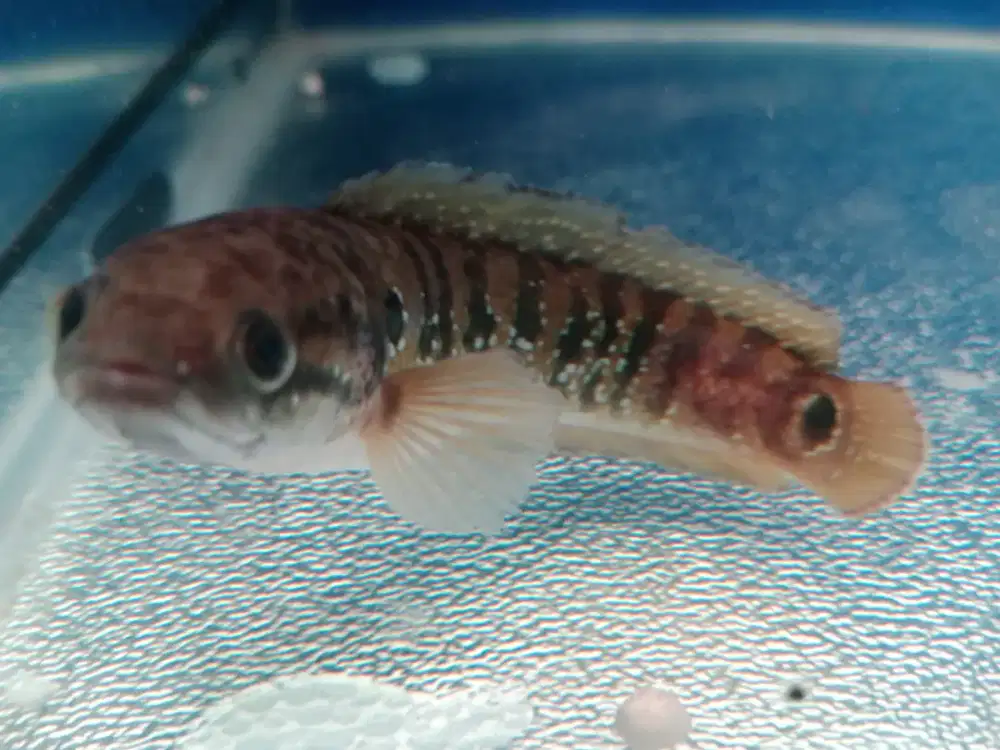 Ikan Channa maru 14-15 cm