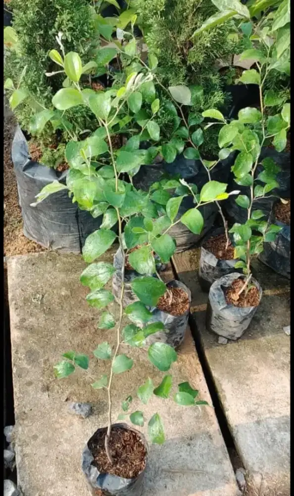 Bibit apel putsa bidara apel taiwan lokasi bandar lampung