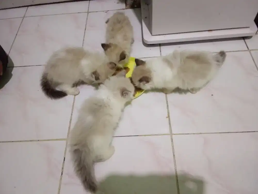 LEPAS ADOPT KITTEN HIMALAYA