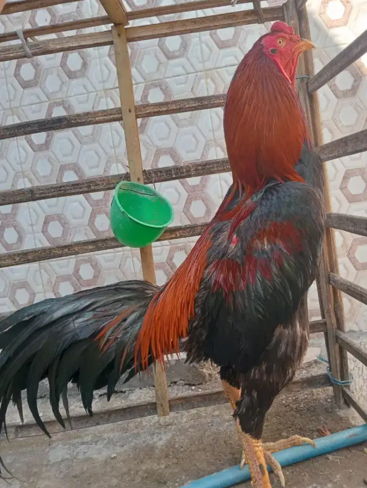 Ayam Bangkok klasik win 1x