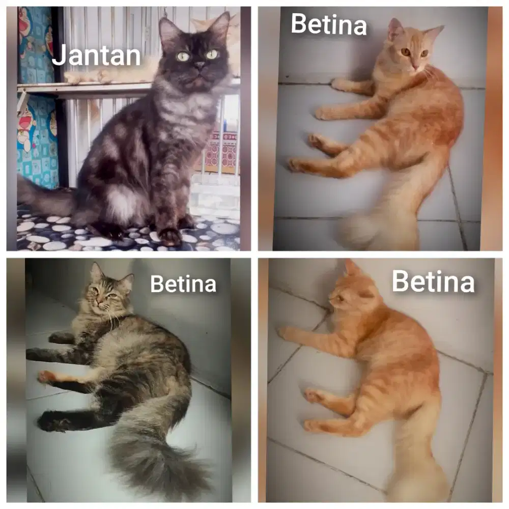 Kucing Persia Betina usia 6 bulan