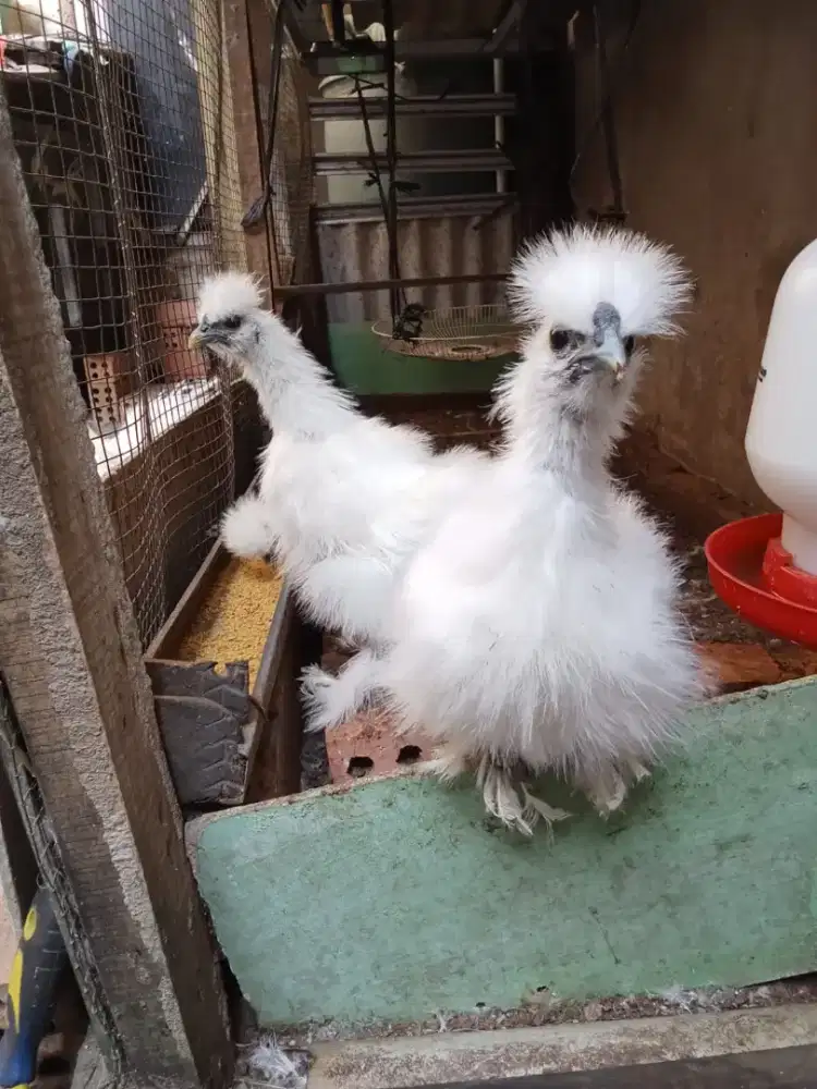 Ayam Hias American Silkie