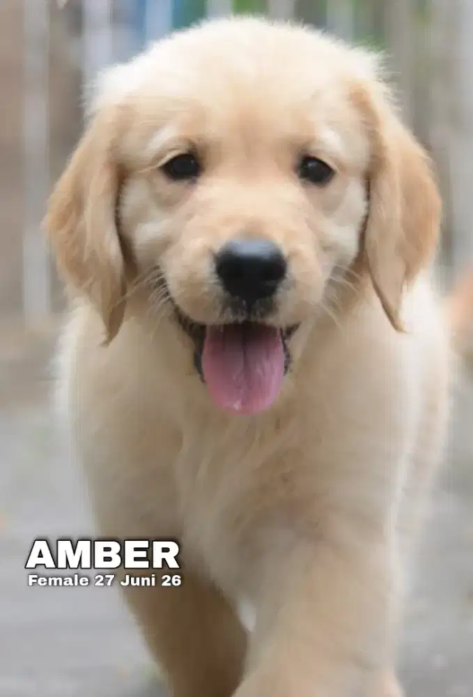 Golden betina •AMBER•