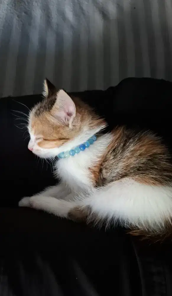 Open adoption (2 month Kitten)
