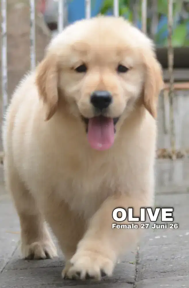 Golden betina •OLIVE•